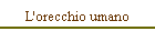 L'orecchio umano